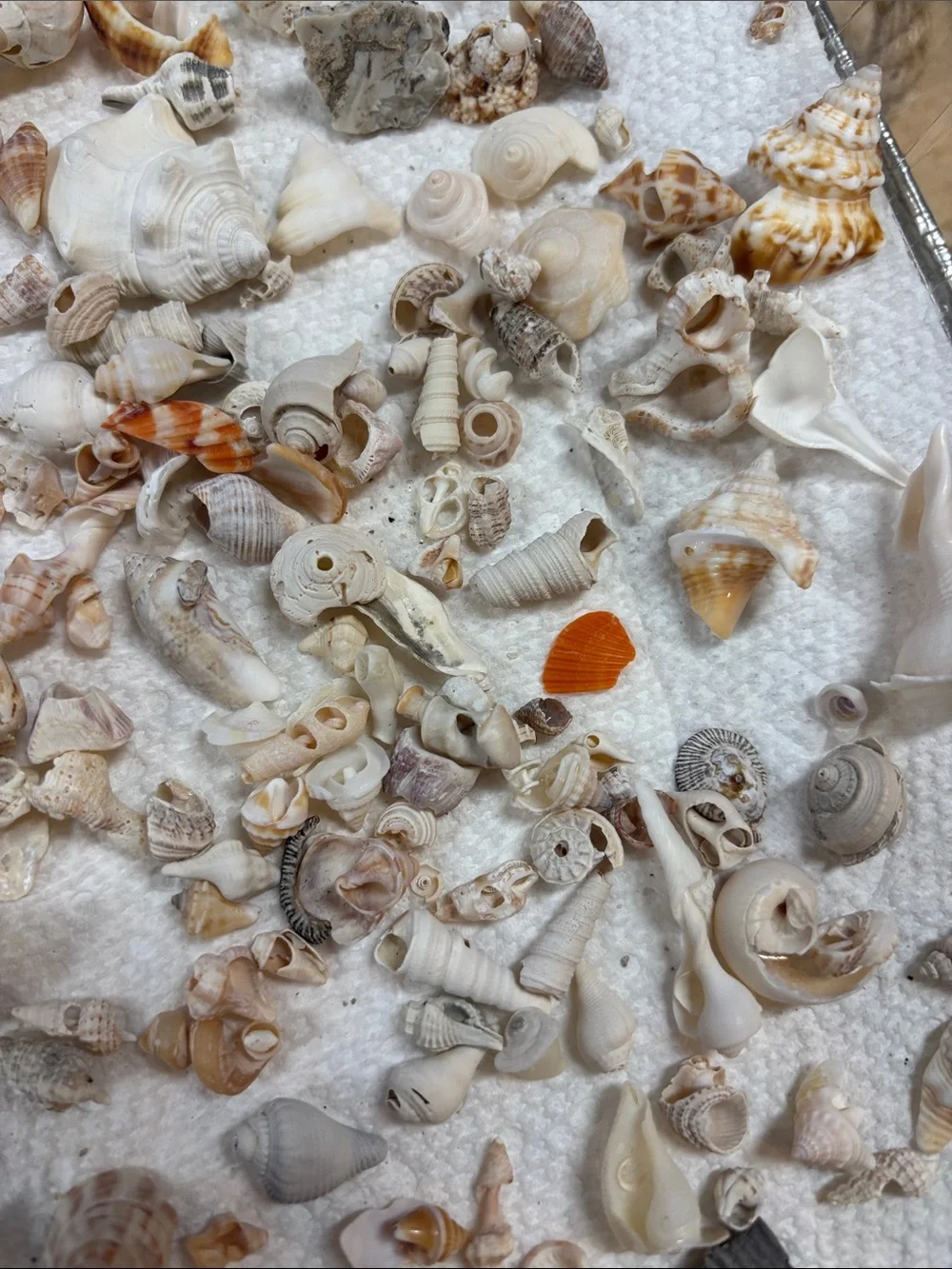 Natural Mixed Seashells Decorative Aquarium Substrate miniature Sanibel shells